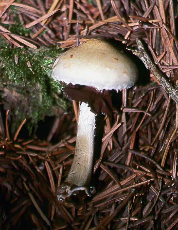Stropharia albonitens